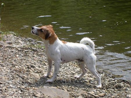 Parson-Russell-Terrier Herrchen,was gibt´s?