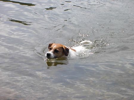 Parson-Russell-Terrier Eine Riesenwasserratte?!?