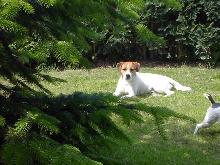 Parson-Russell-Terrier Im Schatten der Tanne