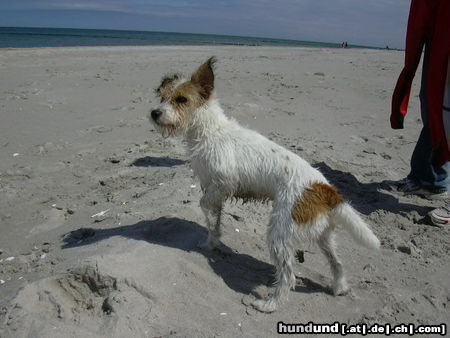 Parson-Russell-Terrier Ganz schön windig...