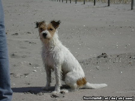 Parson-Russell-Terrier Sinchen am Meer