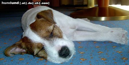 Parson-Russell-Terrier 10 Wochen alter Parson Russell Terrier