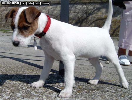 Parson-Russell-Terrier 10 Wochen alter Parson Russell Terrier