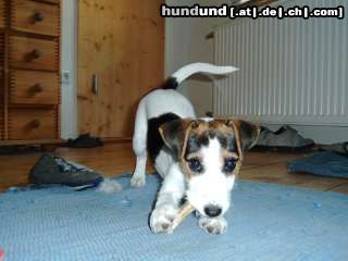 Parson-Russell-Terrier suzu - sehr stolz mit knochen