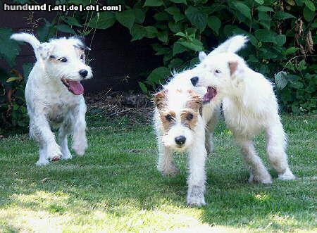 Parson-Russell-Terrier mehr Tobemonster