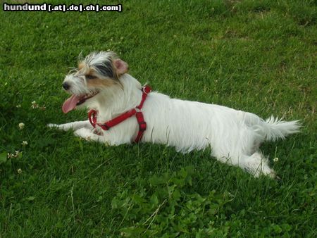 Parson-Russell-Terrier Wer will mit mir spielen ???