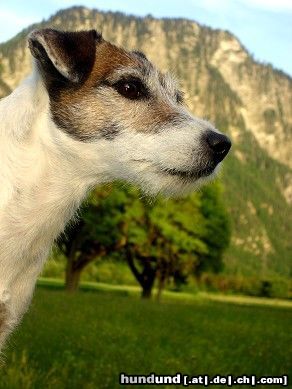 Parson-Russell-Terrier Milli Stubborn Fellow Schweiz