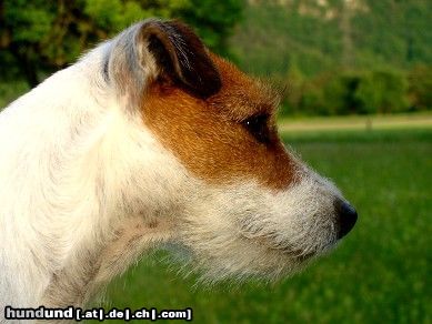 Parson-Russell-Terrier Vinola Stubborn Fellow Schweiz