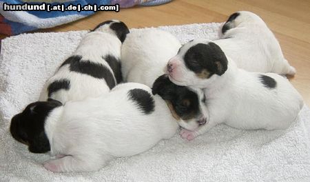 Parson-Russell-Terrier wir sind 14 Tage alt