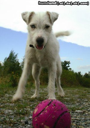 Parson-Russell-Terrier Nun mach schon, ich warte!!!!!!!