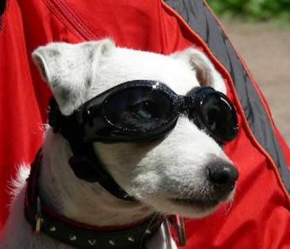 Parson-Russell-Terrier Ohne geht es diesen Sommer nicht