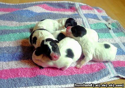 Parson-Russell-Terrier Welpen sind da