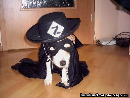 Parson-Russell-Terrier Amigo als Zorro verkleidet