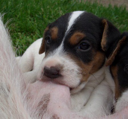 Parson-Russell-Terrier Lecker Muttermilch