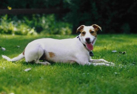 Parson-Russell-Terrier Parson-Russell-Terrier Jenna of Greek Summer