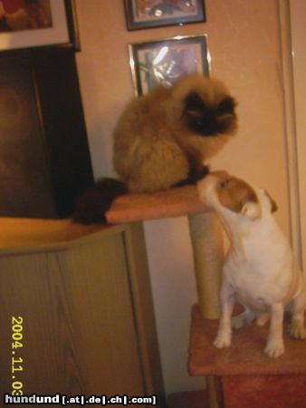 Parson-Russell-Terrier hund&katz-oder katz&katz???????????