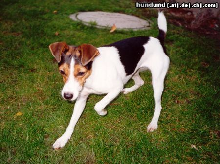 Parson-Russell-Terrier los, schieß das Balli. Jessy-Maus wartet