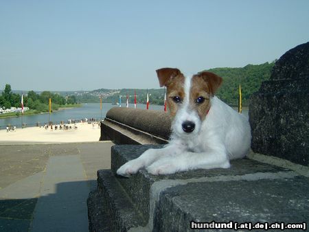 Parson-Russell-Terrier Puck (4 Monate alt) besucht das Deutsche Eck in Koblenz