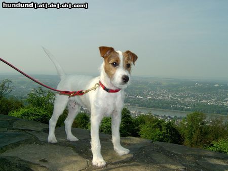 Parson-Russell-Terrier Puck (4 Monate alt) auf dem Petersberg bei Königswinter.