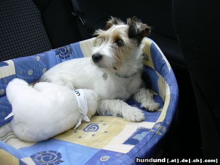 Parson-Russell-Terrier Autofahren macht Spass!