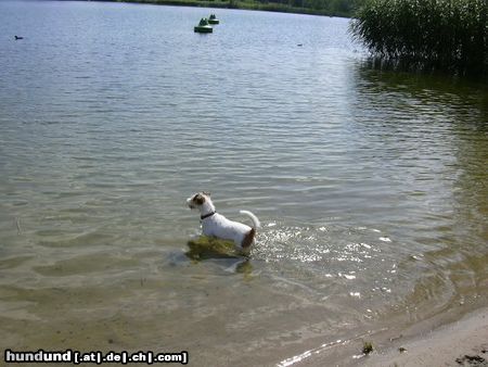 Parson-Russell-Terrier Wasser macht Spass!