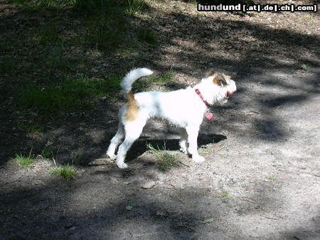 Parson-Russell-Terrier Sinchen allein im Wald...