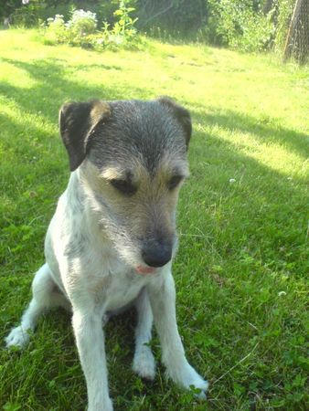 Parson-Russell-Terrier Toby Tobsen