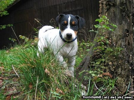 Parson-Russell-Terrier Pongo erobert den Wald