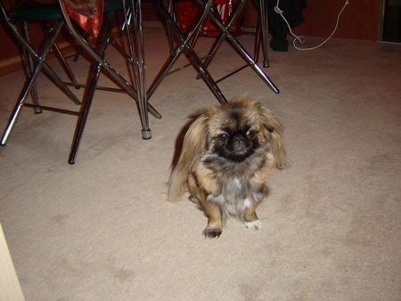 Pekingese Nelly