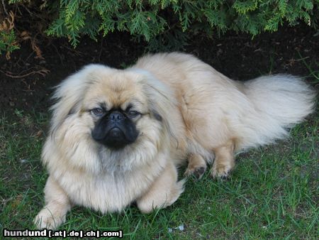 Pekingese Chester