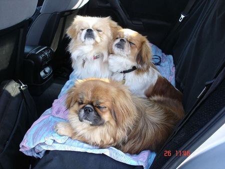 Pekingese ach so könnten wir stundenlang das ietzten denken die 3