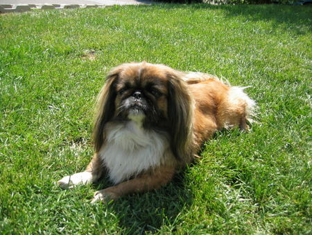 Pekingese Eila 