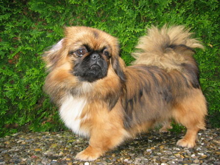 Pekingese Daisy