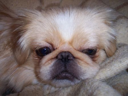 Pekingese Stressiger Tag!!!!