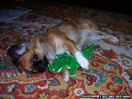 Pekingese Lissi und Kroko