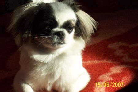 Pekingese Das ist die Abbie