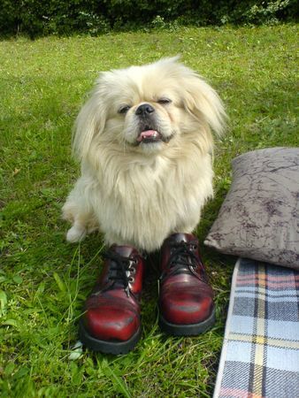 Pekingese