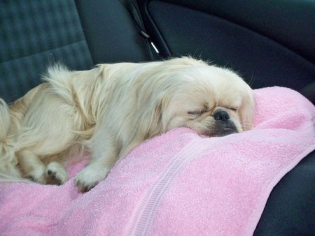 Pekingese