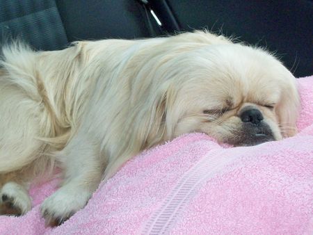 Pekingese Taiki