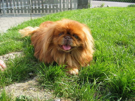 Pekingese Coco