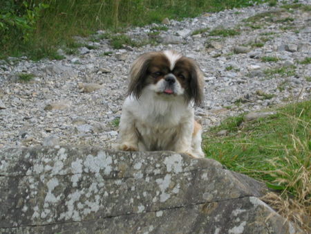 Pekingese Maida