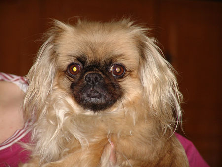 Pekingese Unser Liebling aus Ungarn