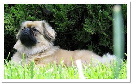 Pekingese Chester