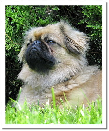 Pekingese Chester