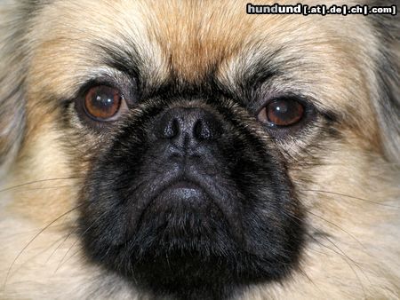 Pekingese Jester