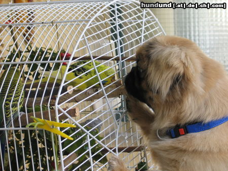 Pekingese Gell da schaust?