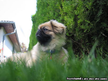 Pekingese Chester