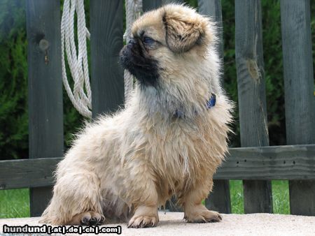 Pekingese