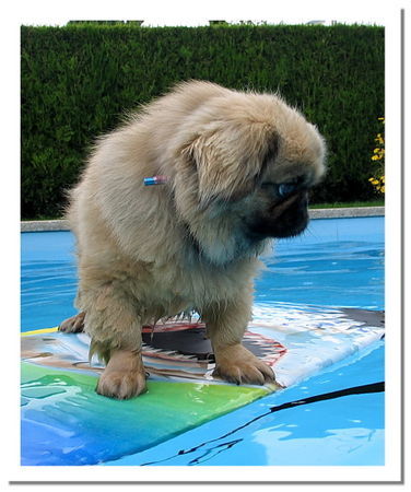 Pekingese Chester