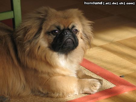 Pekingese Chester